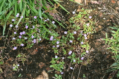 Lindernia ciliata